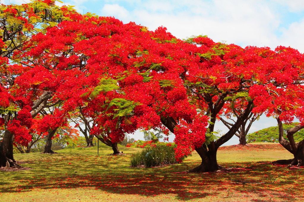 Poinciana 1 by terryliv