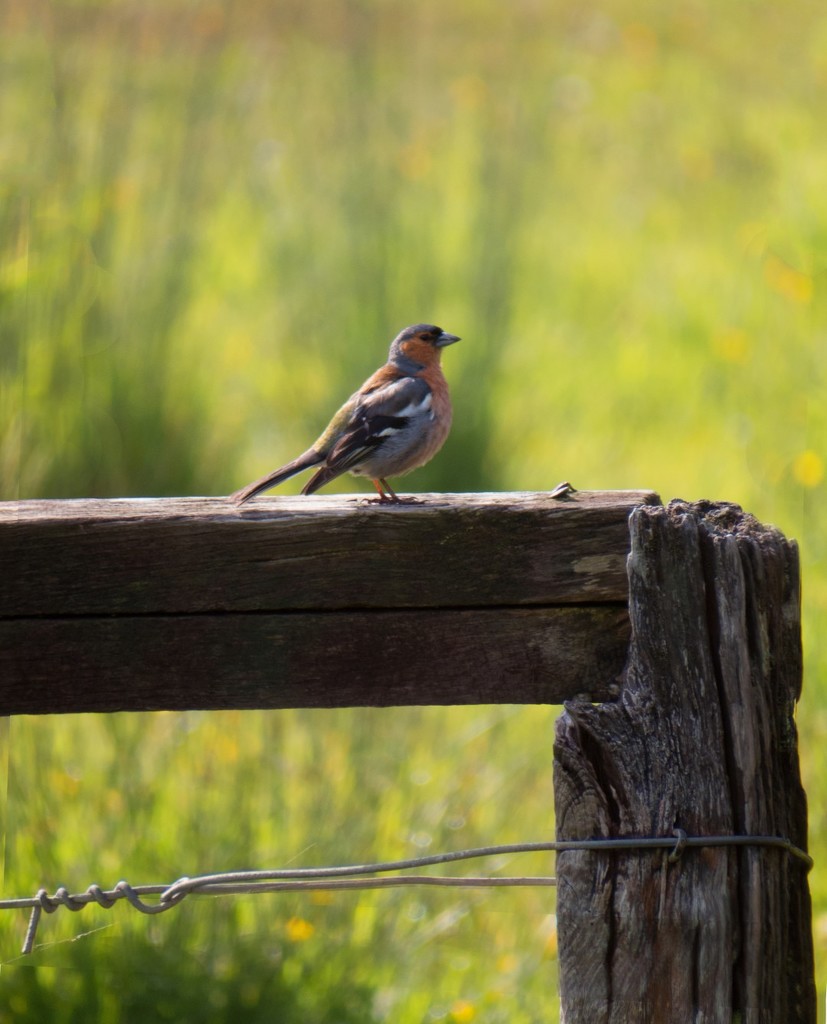 chaffinch staging post  by kali66