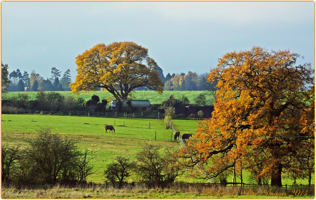 Fields In Autumn by carolmw
