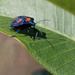 Harlequin Bug by bella_ss