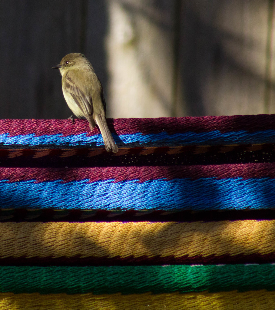 Morning on the Hammock--ONS9-Wildlife by darylo