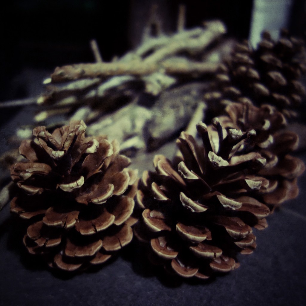 Cones & Twigs by mattjcuk