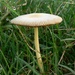 Just a toadstool in the morning dew... by julienne1