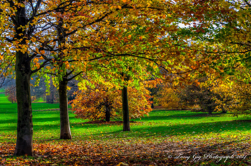Autumn Trees by tonygig