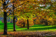 21st Nov 2014 - Autumn Trees