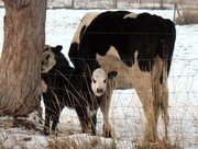 20th Nov 2014 - I love calves