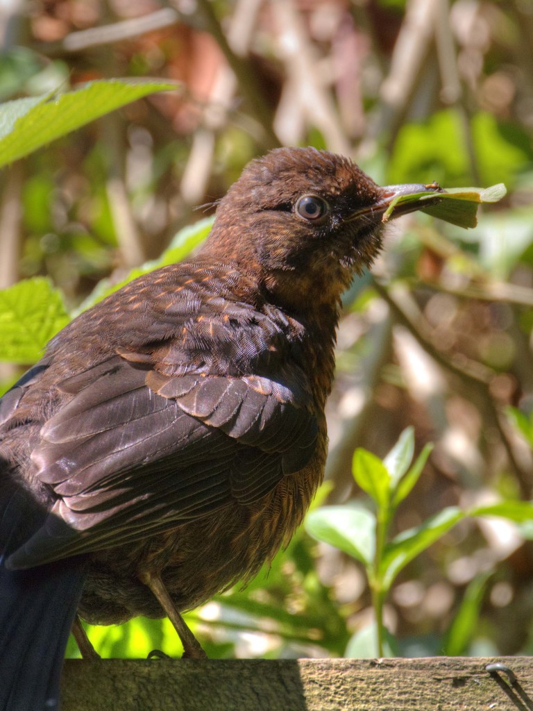 Blackbird. by gamelee