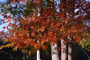 21st Nov 2014 - Autumn oaks, Charles Towne Landing State Historic Site