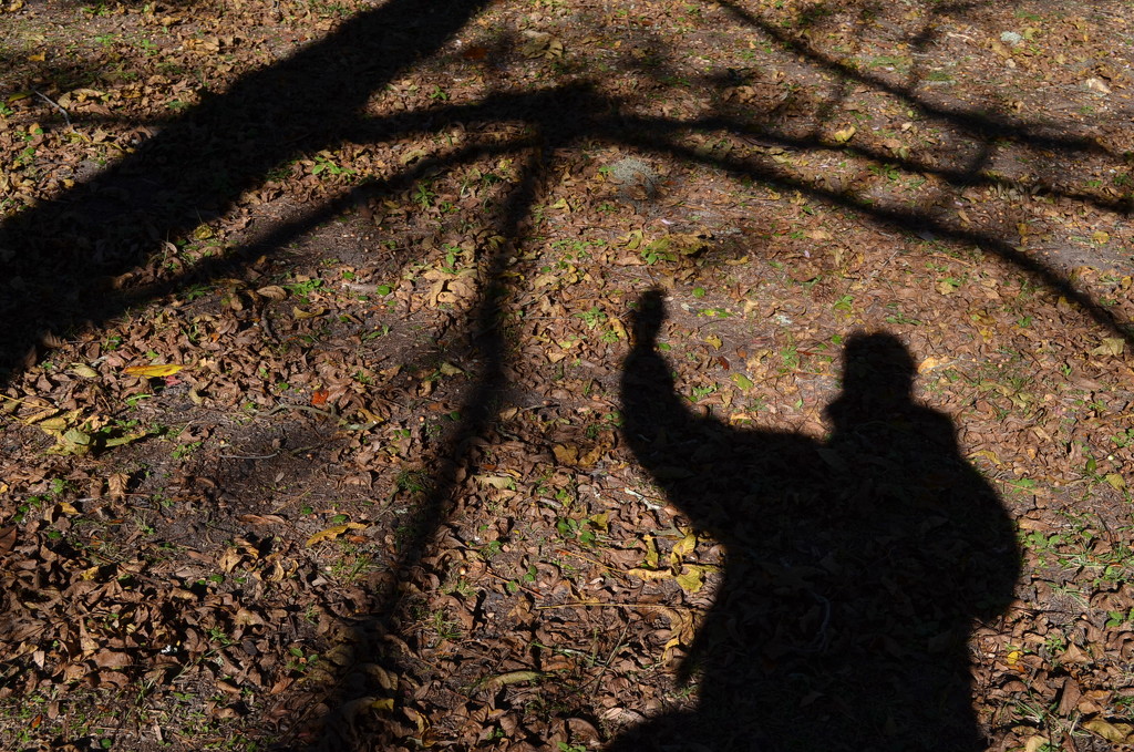 My Shadow (one in an ongoing series) by congaree
