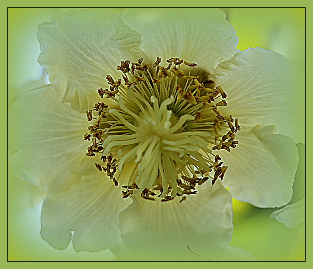 kiwifruti flower by dide