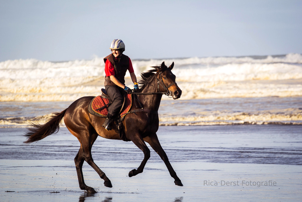 horse training #205 by ricaa