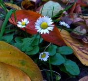 7th Oct 2014 - Still flowering autumn