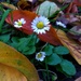 Still flowering autumn by pavlina