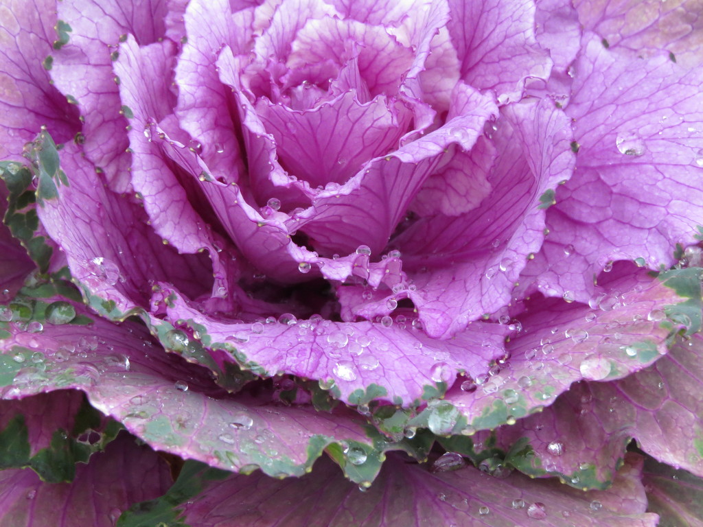 Ornamental Cabbage by seattlite