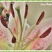 Watch those Lilly Stamens. by ladymagpie