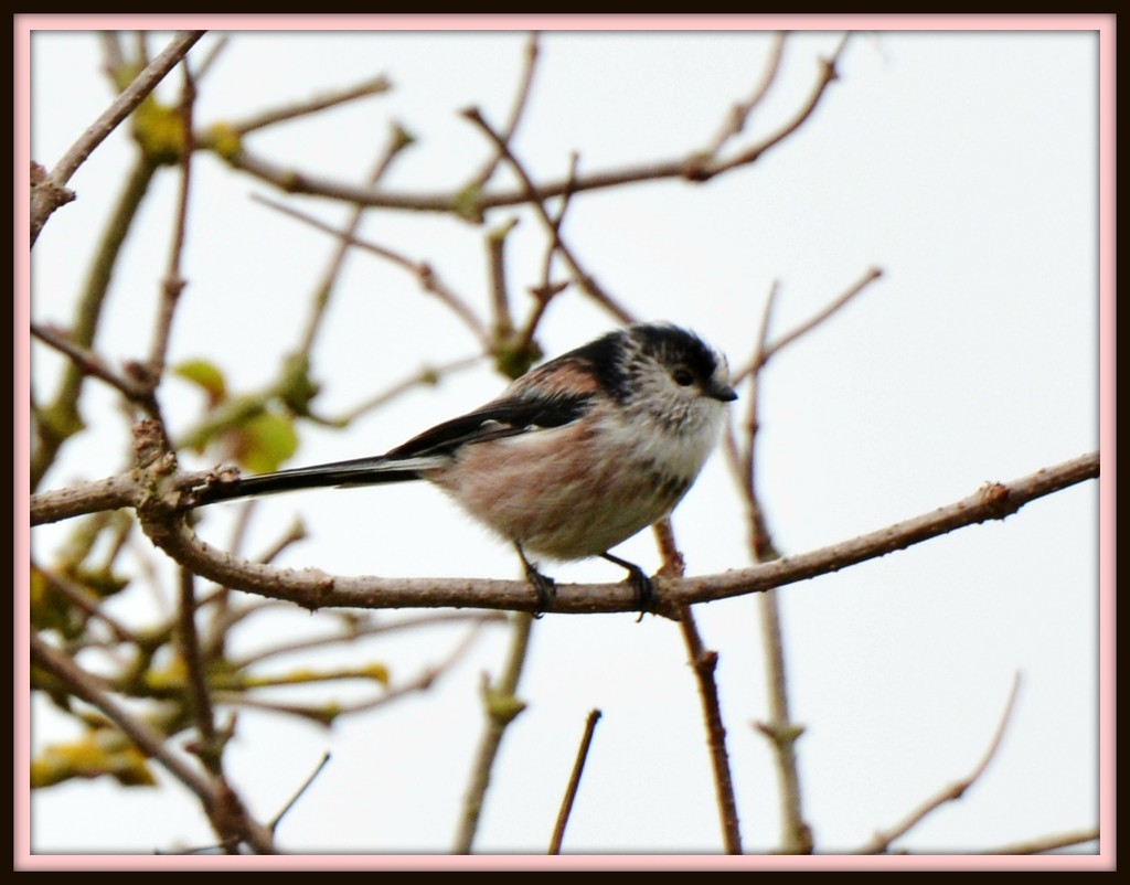 Long tailed tit  by rosiekind