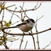 Long tailed tit  by rosiekind
