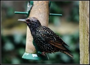 21st Nov 2014 - The starlings are back