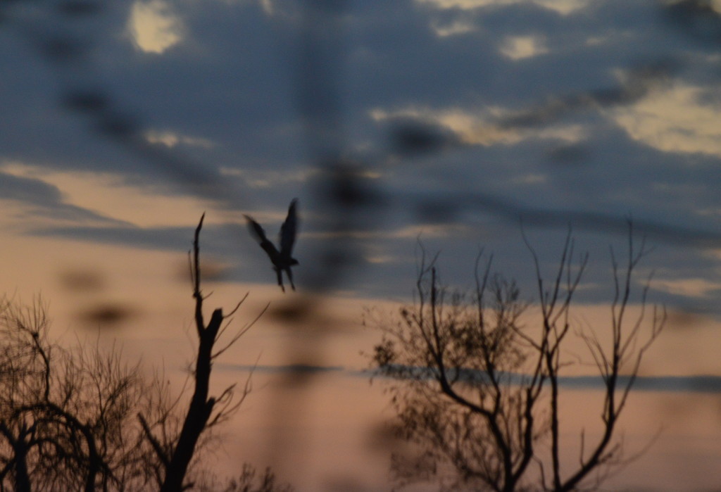 Red Hawk Dawn by kareenking