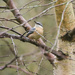 Nuthatch in tree - 21-11 by barrowlane