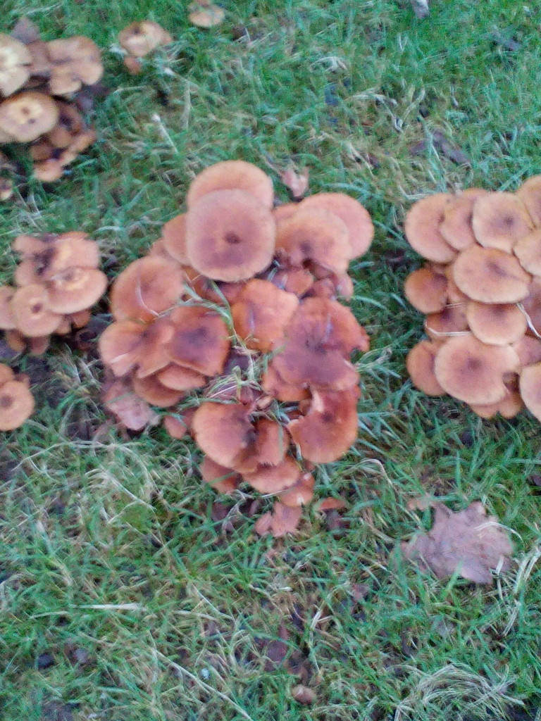 Fungus in Abbey Chapel Garden by jennymdennis