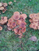 10th Nov 2014 - Fungus in Abbey Chapel Garden