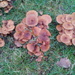 Fungus in Abbey Chapel Garden by jennymdennis