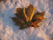 21st Nov 2014 - Fall Collides with Winter