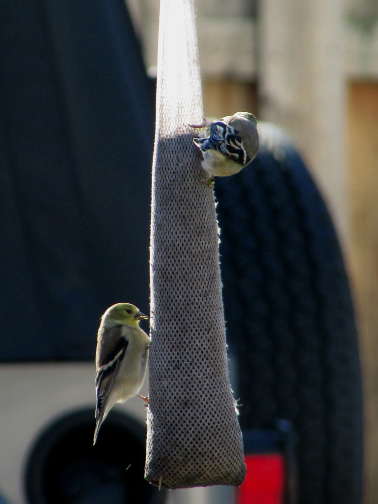 Goldfinches  by randy23