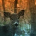 Deer at Dusk by mzzhope