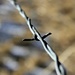 Barbed Wire by harbie