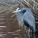 Great Blue Heron by khawbecker