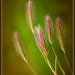 Barley grass Weed.. by julzmaioro