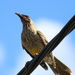 Red wattlebird by flyrobin