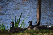 22nd Nov 2014 - Geese by the lake at Charles Towne Landing State Historic Site