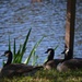 Geese by the lake at Charles Towne Landing State Historic Site by congaree