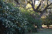 22nd Nov 2014 - Sasanqua camellias and live oak, Charles Towne Landing State Historic Site, Charleston, SC