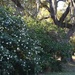 Sasanqua camellias and live oak, Charles Towne Landing State Historic Site, Charleston, SC by congaree