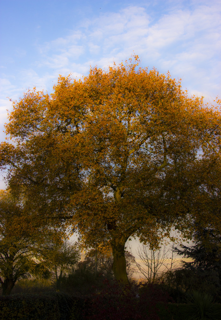 Autumn oak by shepherdman