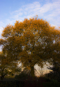 22nd Nov 2014 - Autumn oak