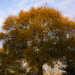 Autumn oak by shepherdman