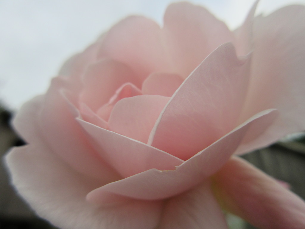 last rose of summer by pinkpaintpot