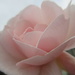 last rose of summer by pinkpaintpot