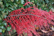 21st Nov 2014 - Red Berries and Leaves