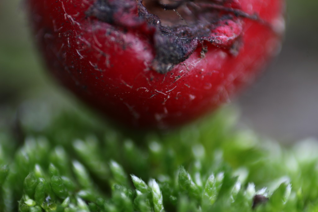 Hawthorn Berry On Moss by motherjane