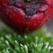 Hawthorn Berry On Moss by motherjane