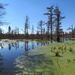 Swamp by juletee