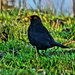 BLACKBIRD ON GREEN by markp