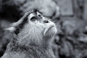 22nd Nov 2014 - Mono Patas / Patas Monkey