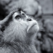 Mono Patas / Patas Monkey by jborrases